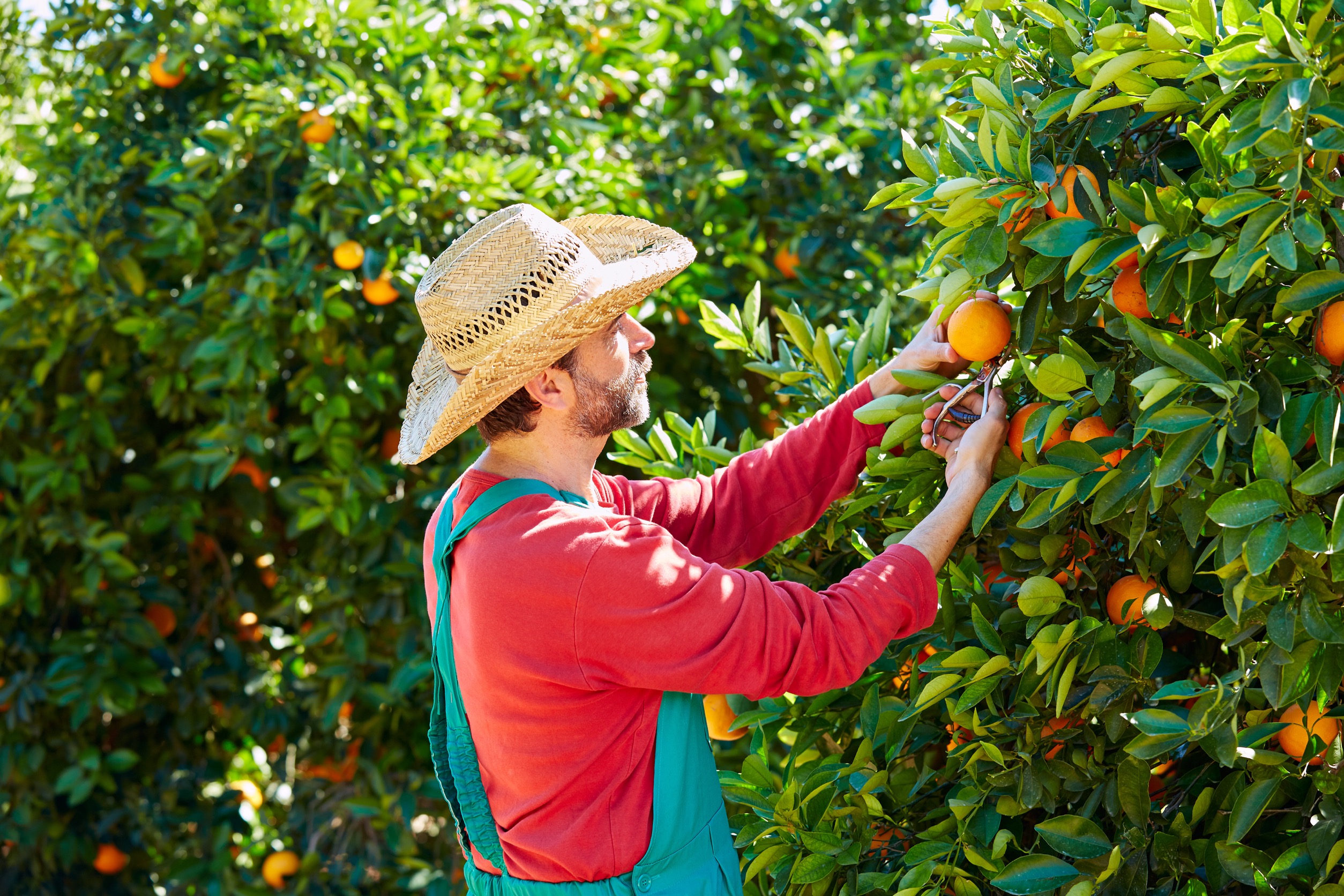 El Gobierno publica la rebaja mínima del 25% en el IRPF para 800.000 agricultores y ganaderos