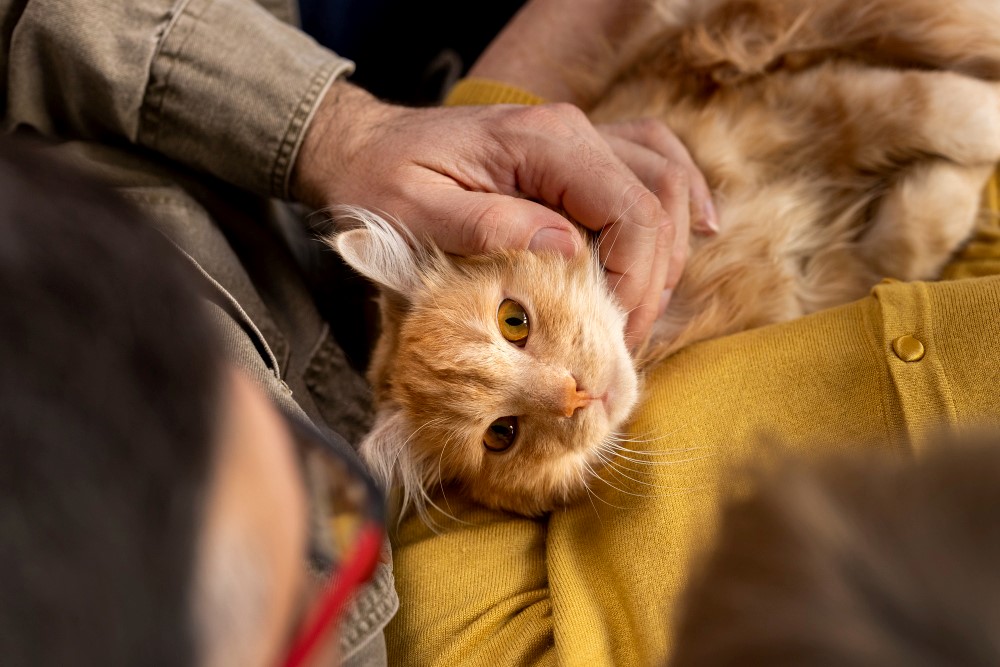No existe el derecho de la persona trabajadora a tener un permiso para cuidar a su mascota