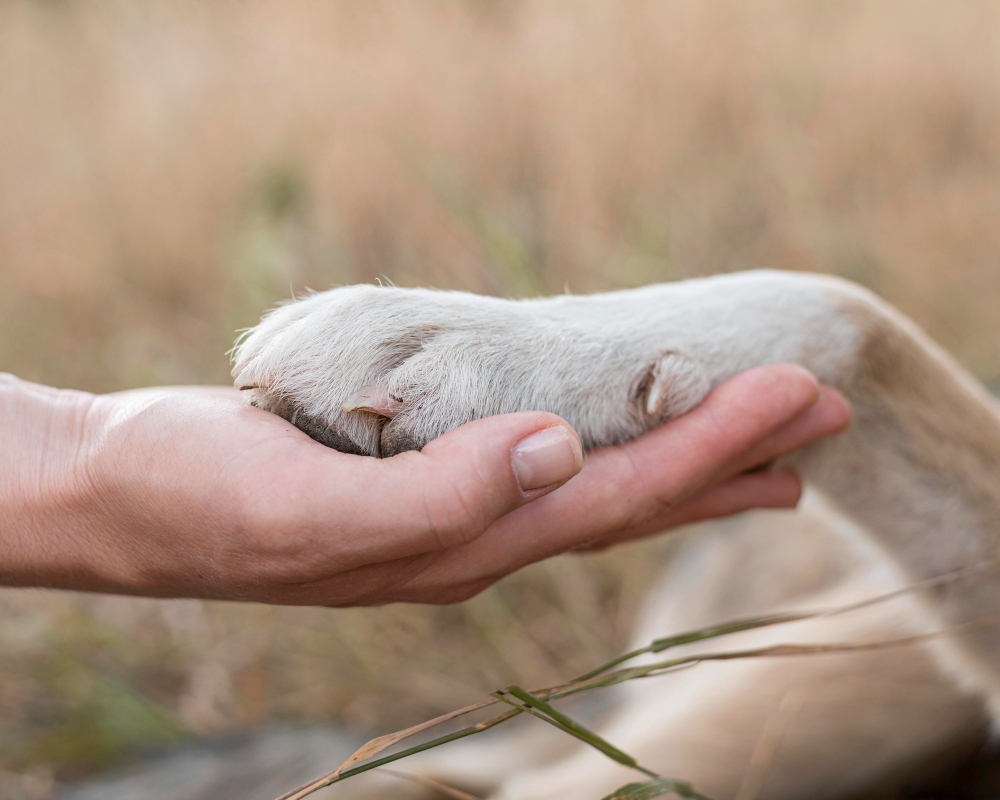 Obligaciones, prohibiciones y sanciones que entran ya en vigor con la nueva Ley de Bienestar Animal
