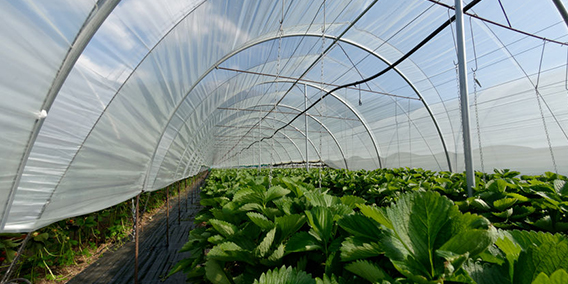 El escándalo de la listerioris acerca el ‘compliance’ al mundo agroalimentario